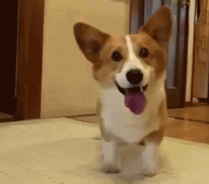 CorgiExcited