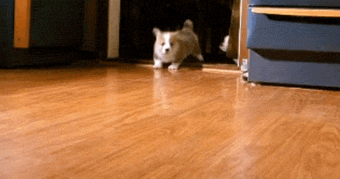 CorgiStampede